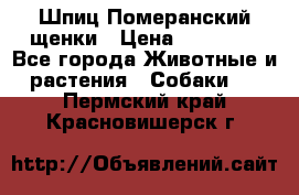 Шпиц Померанский щенки › Цена ­ 25 000 - Все города Животные и растения » Собаки   . Пермский край,Красновишерск г.